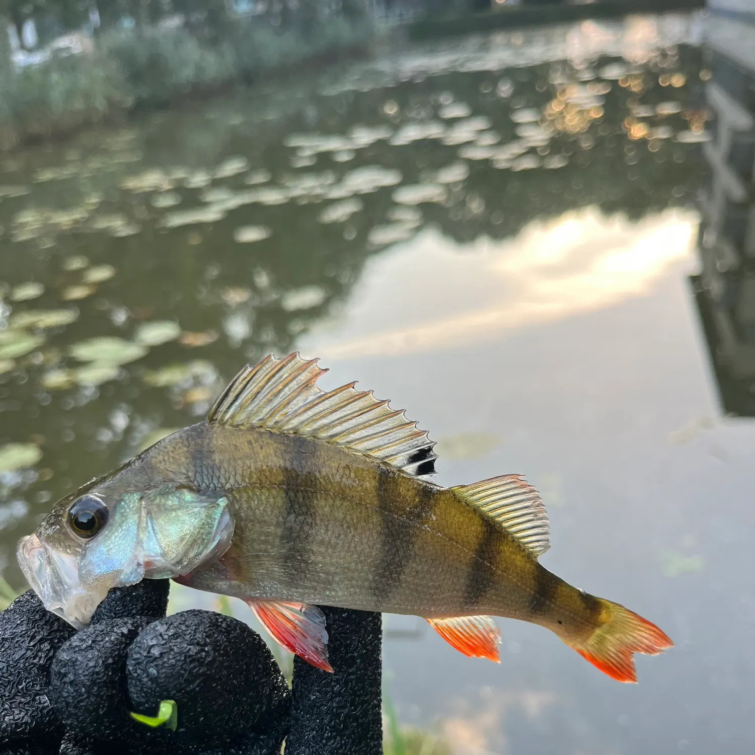 European perch caught on Fishbrain