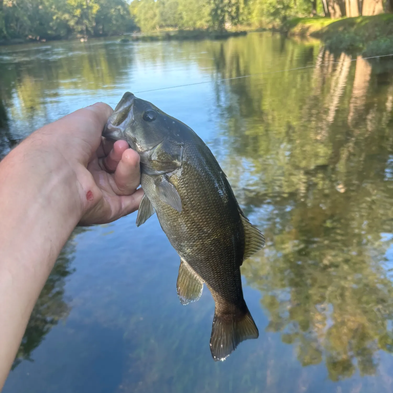 Smallmouth bass caught on Fishbrain