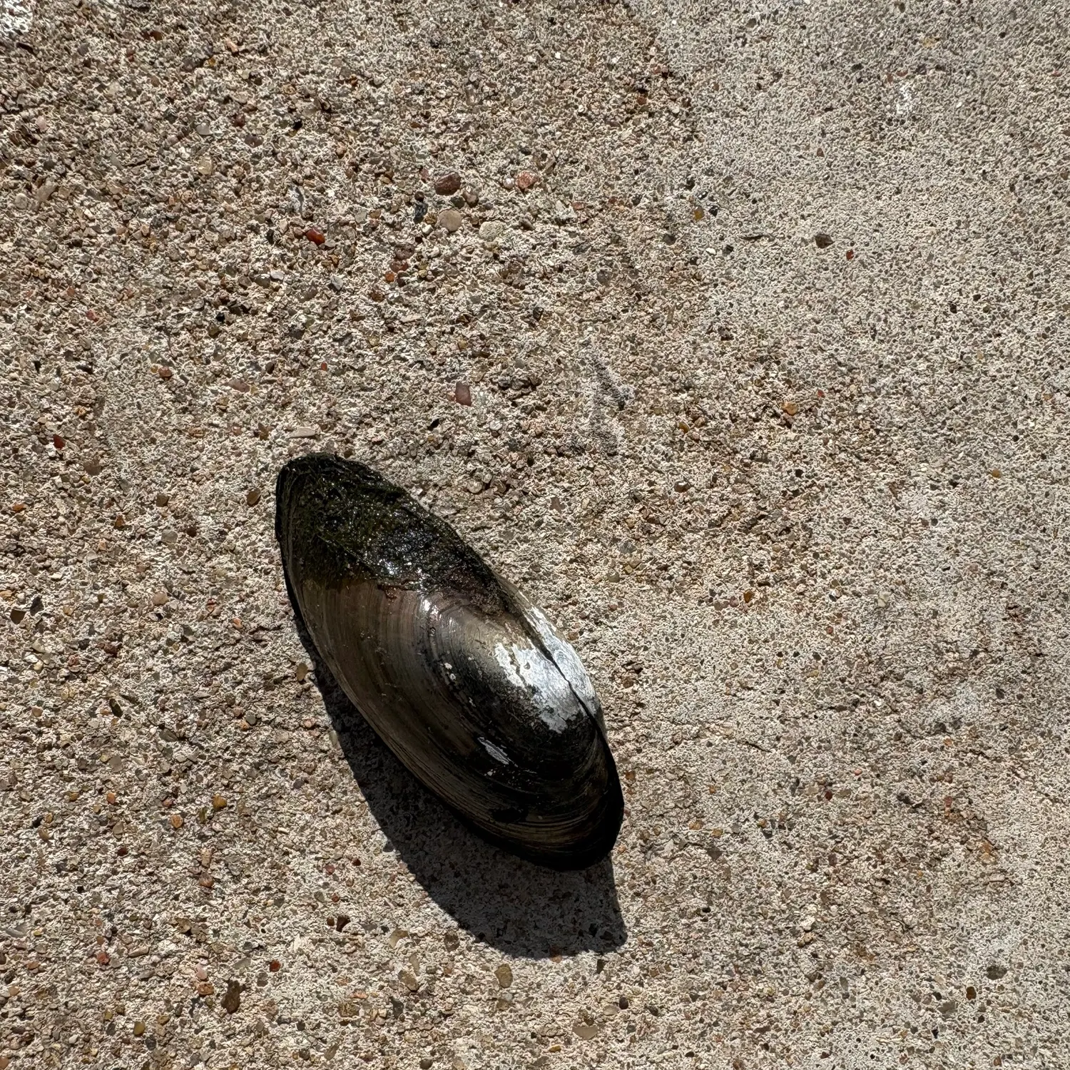 Asian clam caught on Fishbrain
