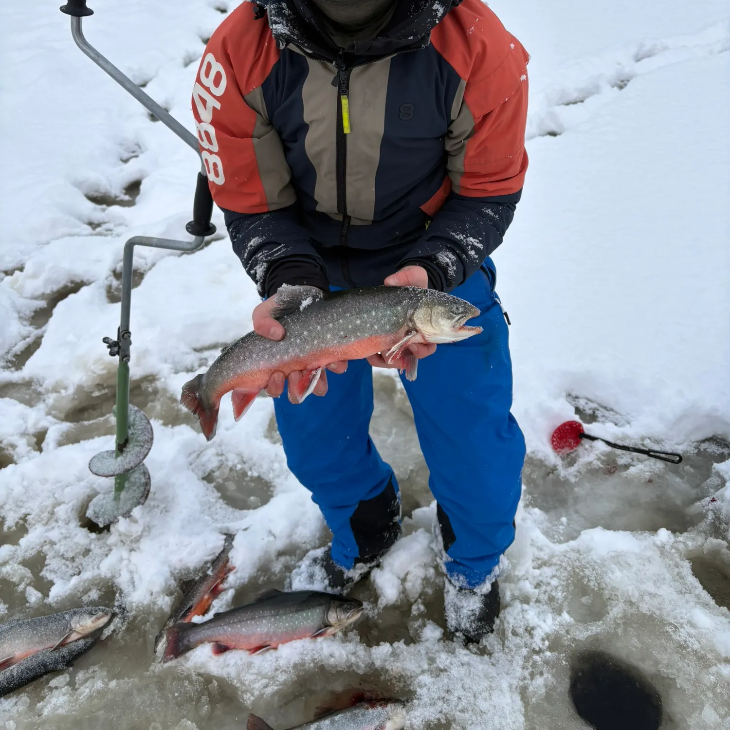 The most recent Arctic char catches on Fishbrain