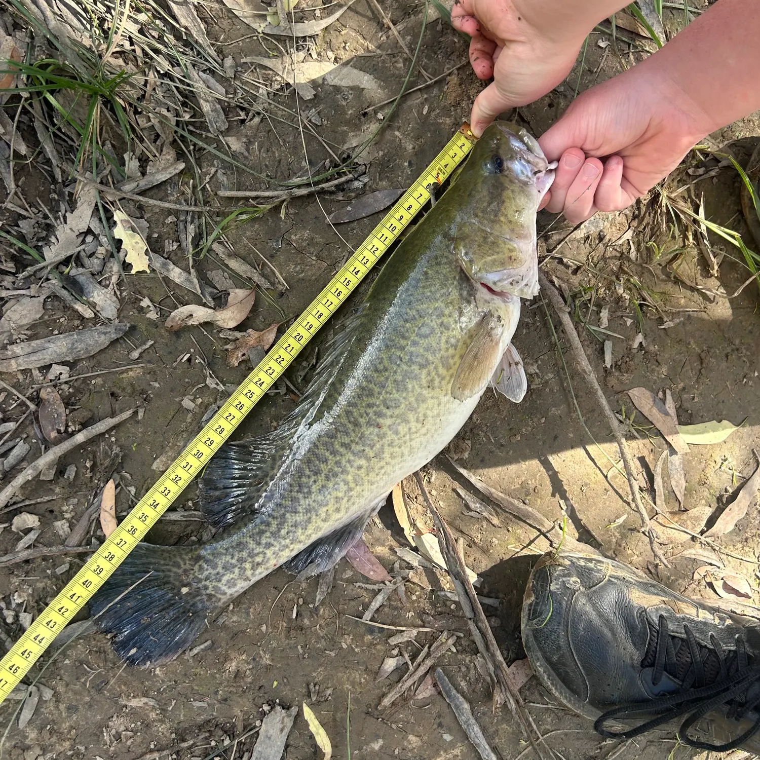 Murray cod caught on Fishbrain