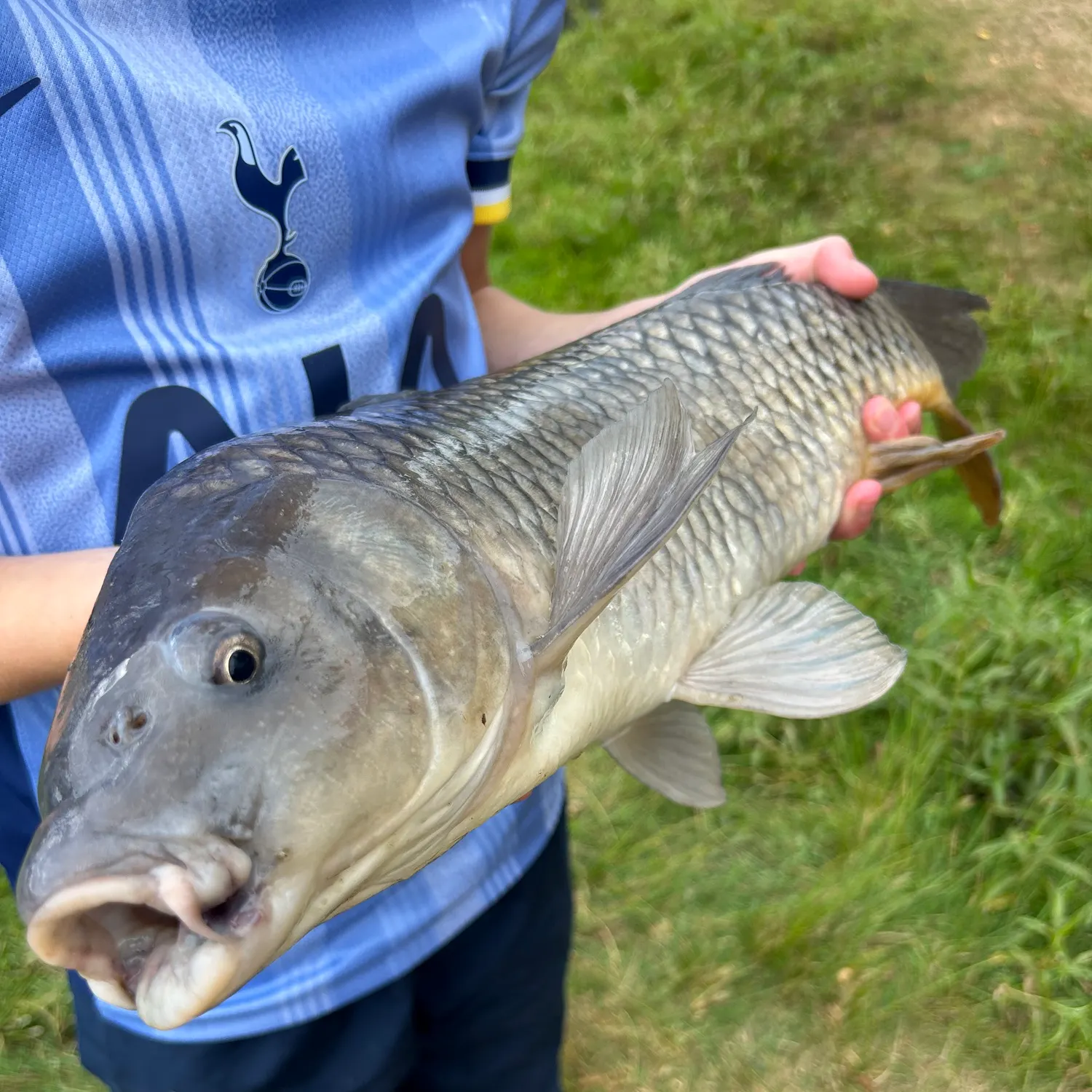 Common carp caught on Fishbrain
