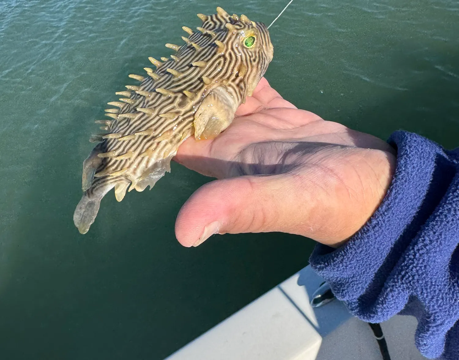 White-spotted puffer