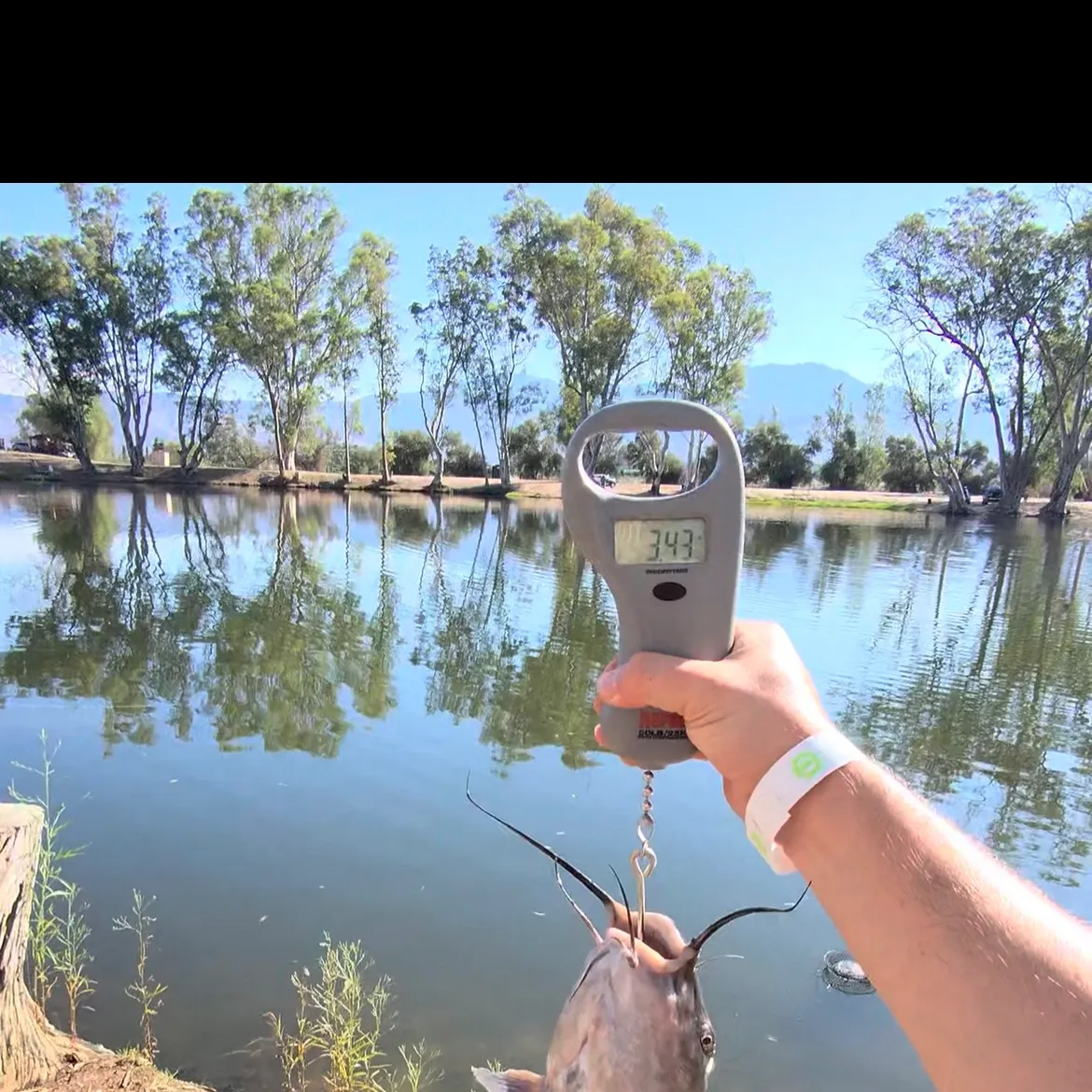 Channel catfish caught on Fishbrain