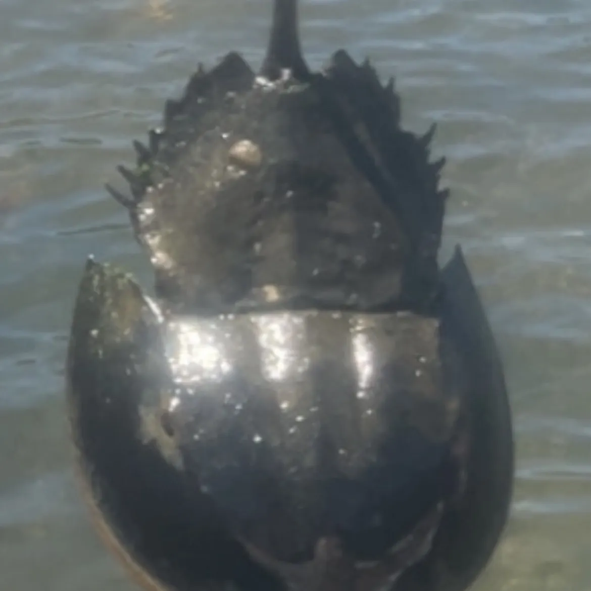 The most recent Atlantic horseshoe crab catches on Fishbrain