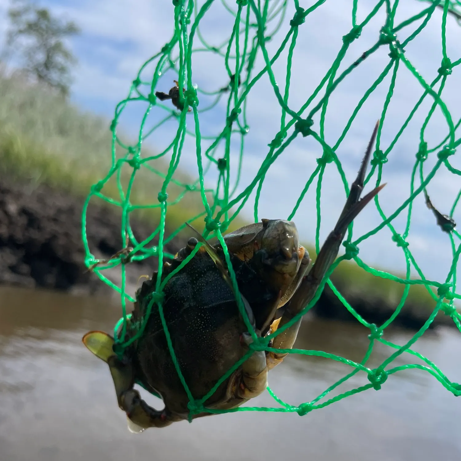 Blue crab caught on Fishbrain