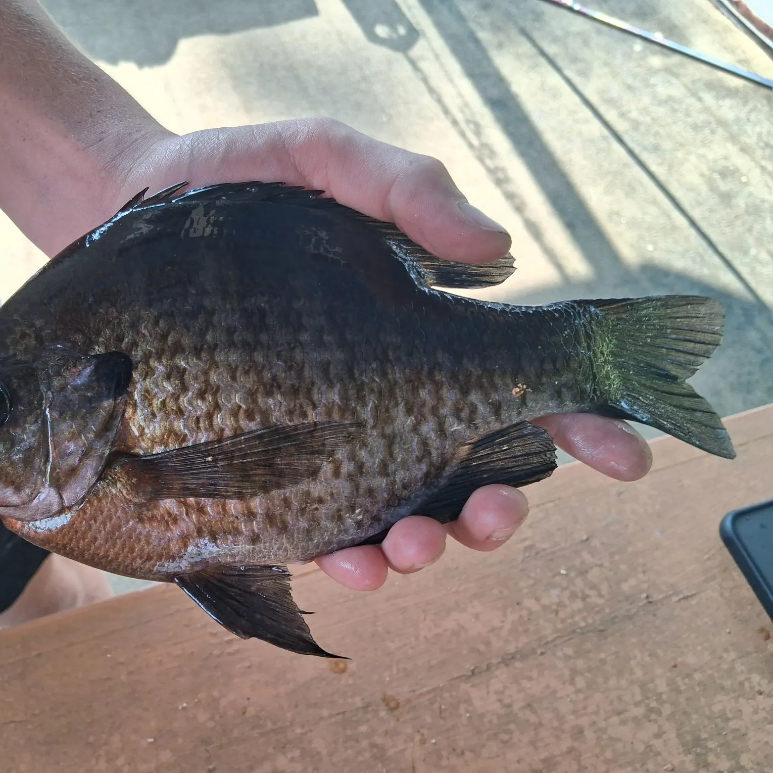 recently logged catches
