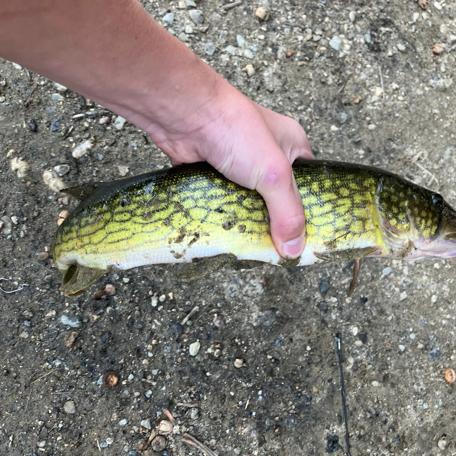 Chain pickerel caught on Fishbrain
