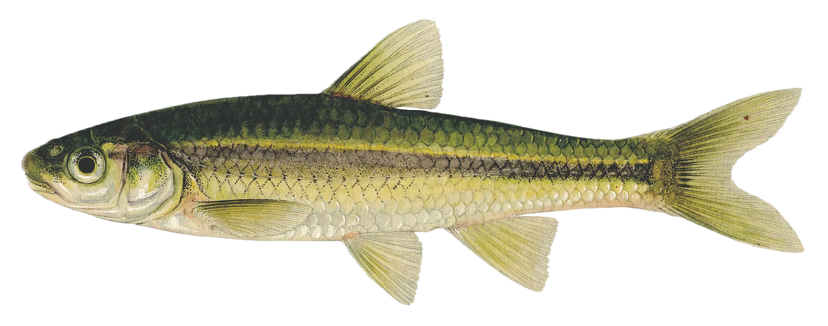 Brassy minnow