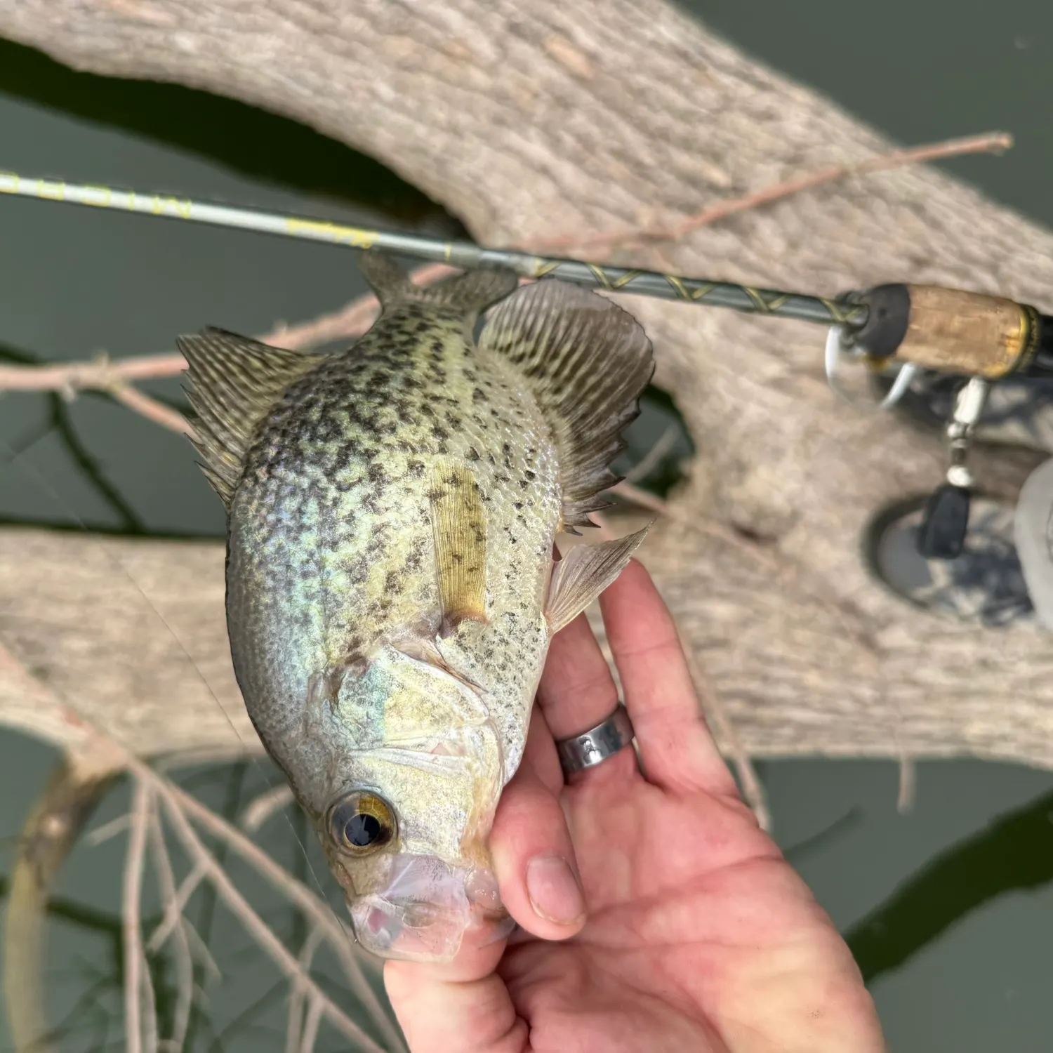 Black crappie caught on Fishbrain