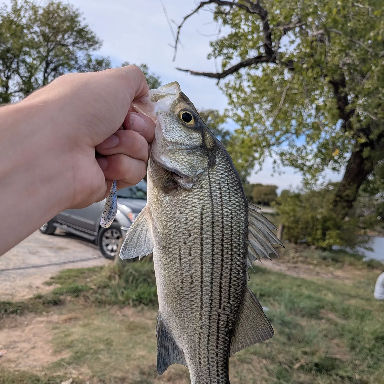 White bass caught on Fishbrain