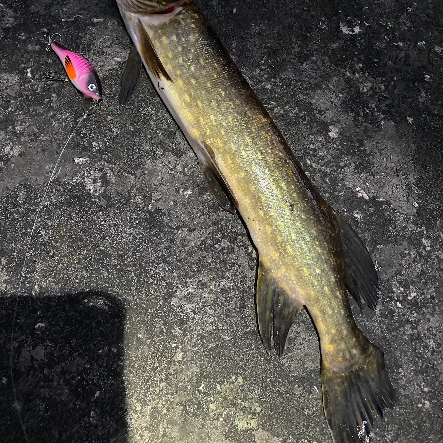 Northern pike caught on Fishbrain