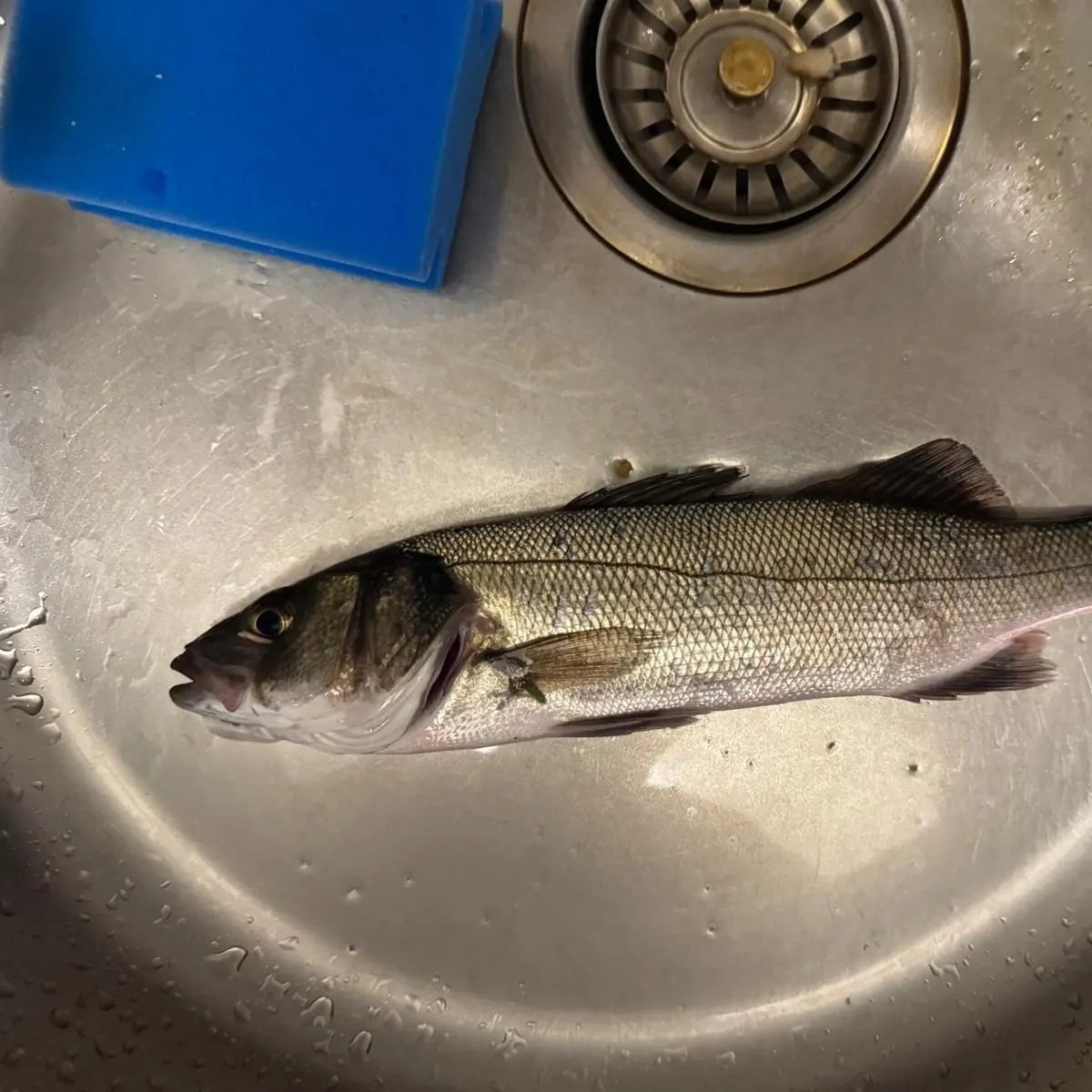 European seabass caught on Fishbrain