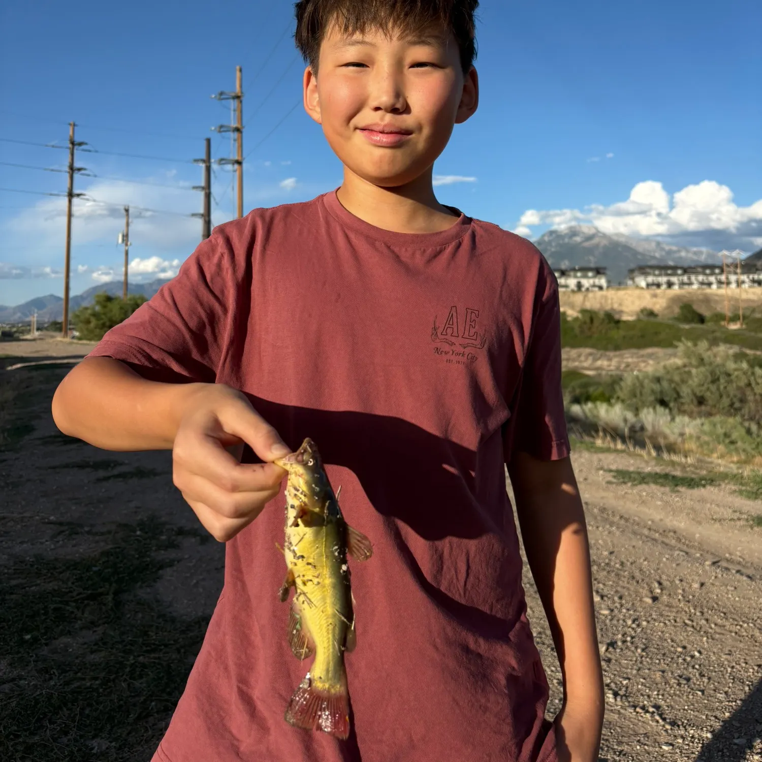 Yellow bullhead caught on Fishbrain