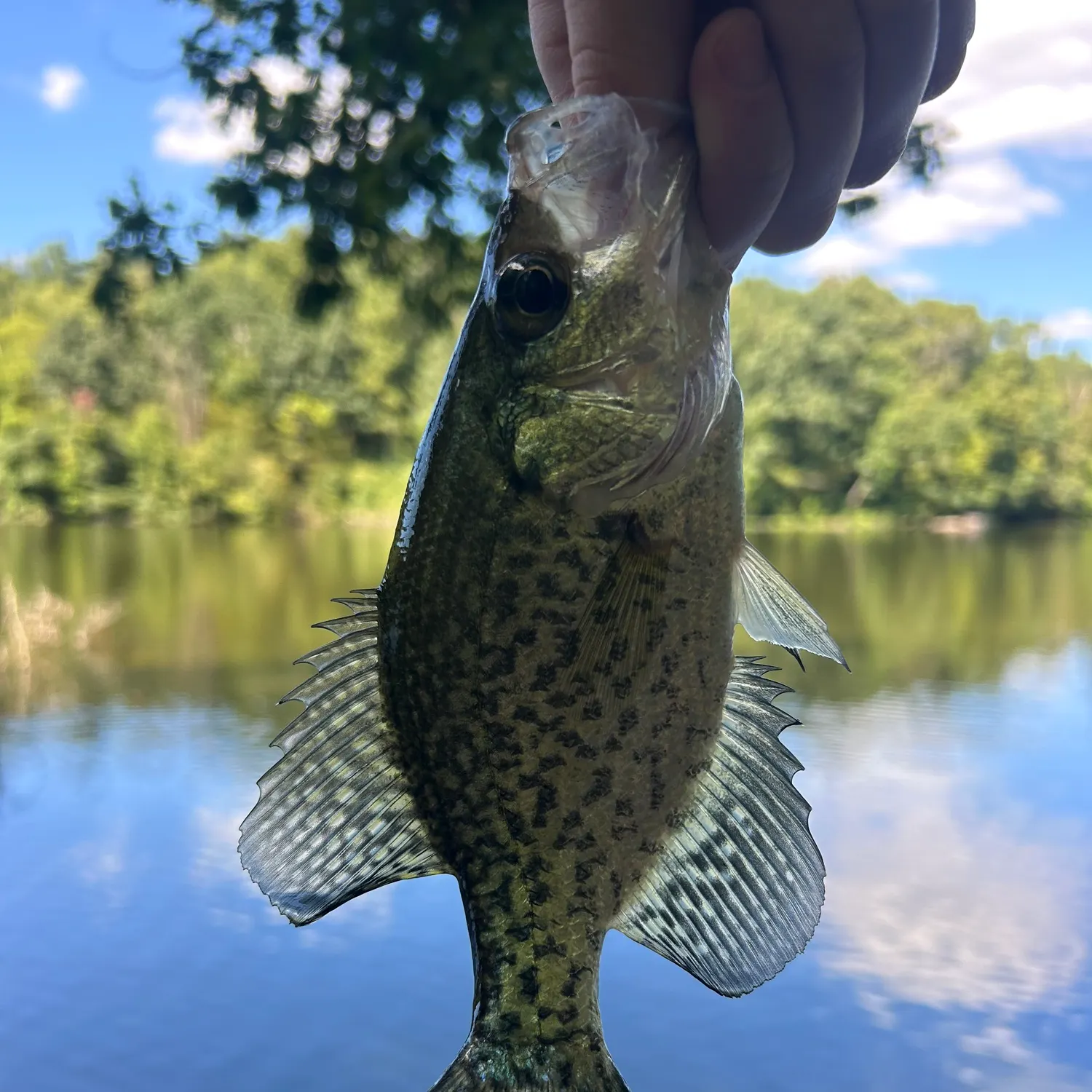Black crappie caught on Fishbrain