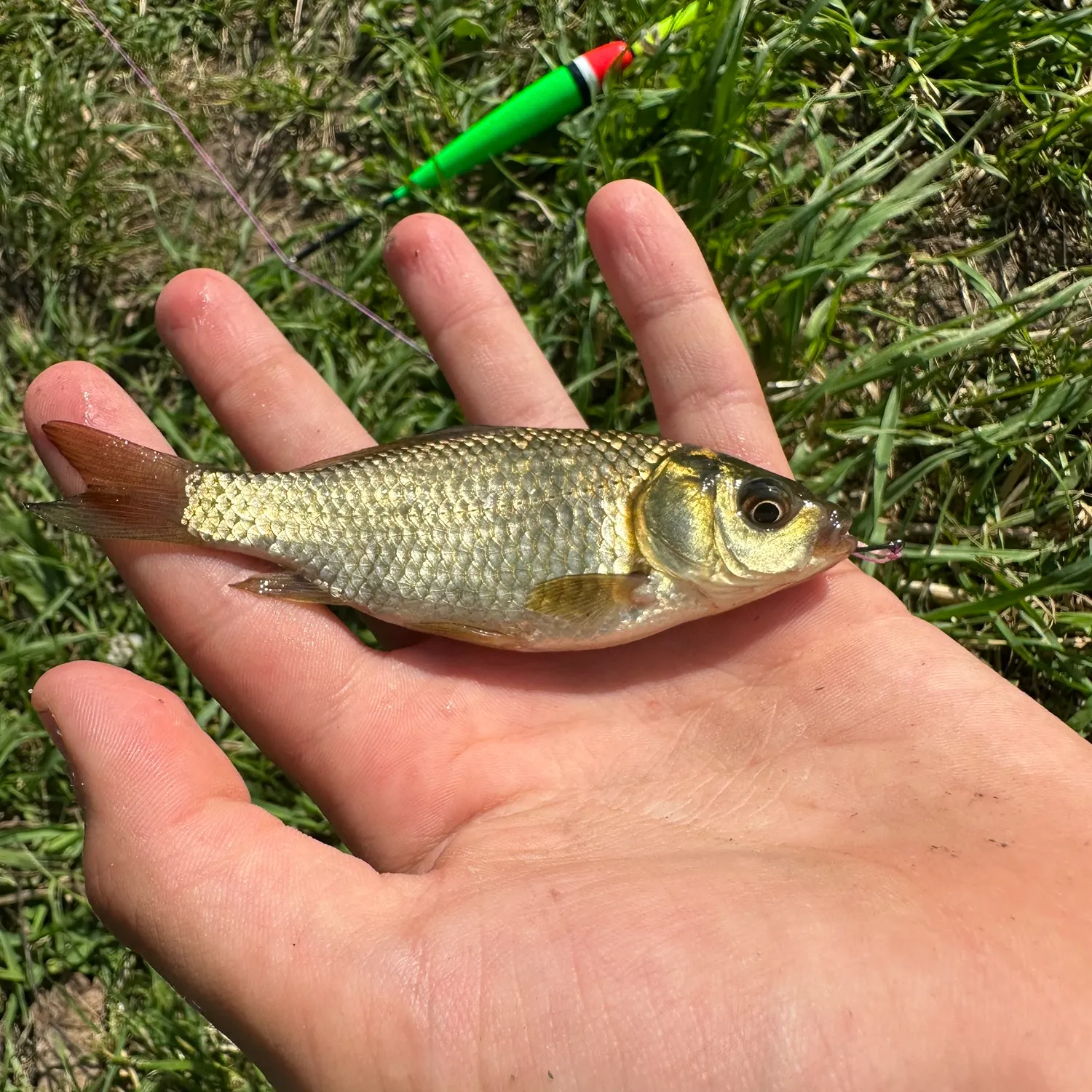 The most recent Round crucian carp catches on Fishbrain