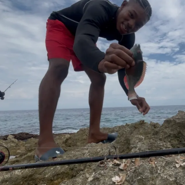 The most recent Rainbow parrotfish catches on Fishbrain