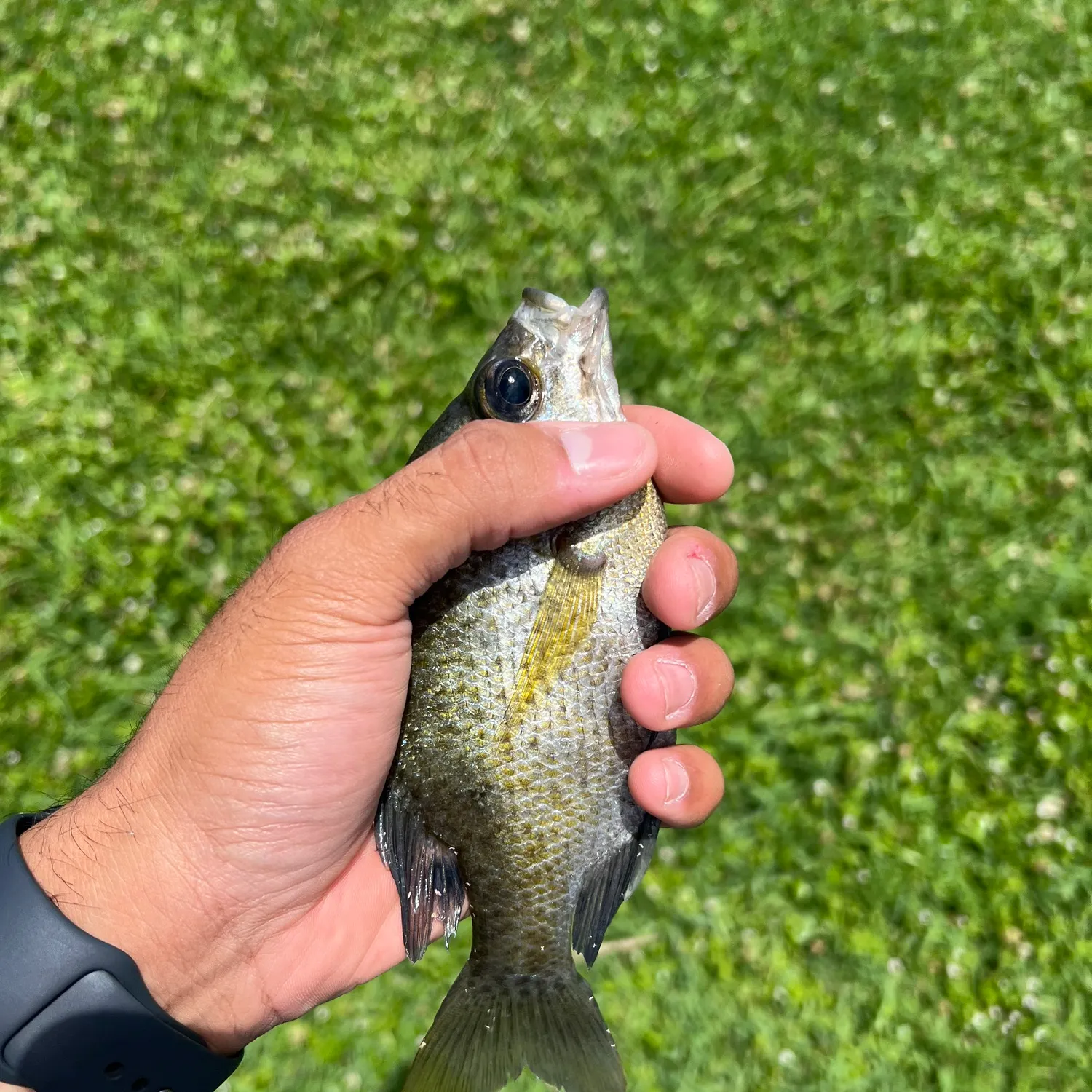 Bluegill caught on Fishbrain