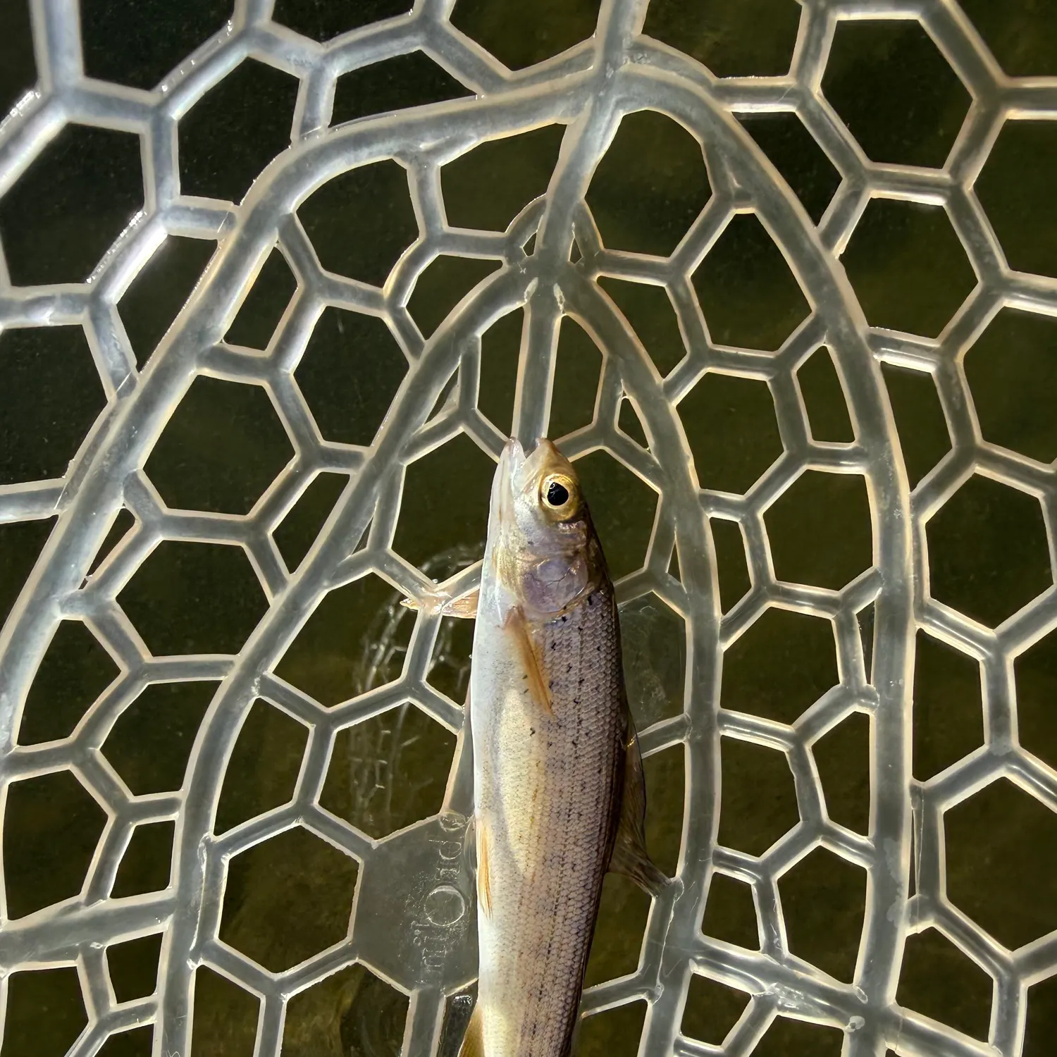 Arctic grayling caught on Fishbrain