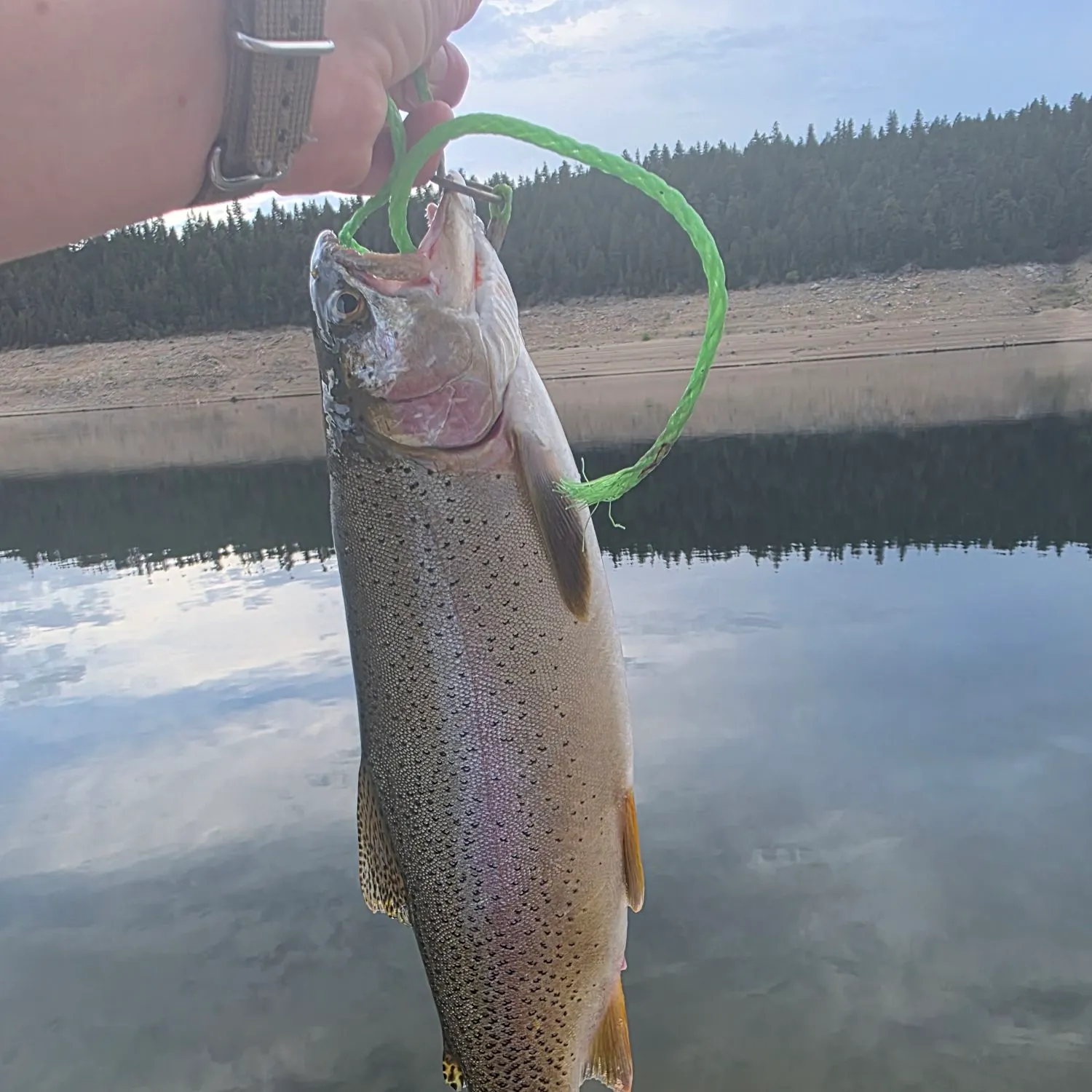 Rainbow trout caught on Fishbrain