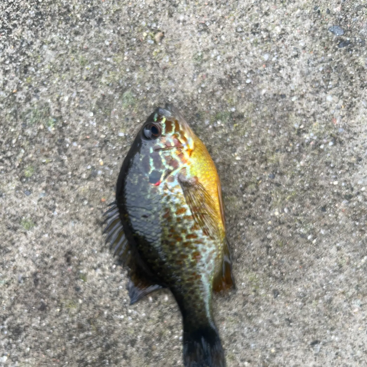 Pumpkinseed caught on Fishbrain