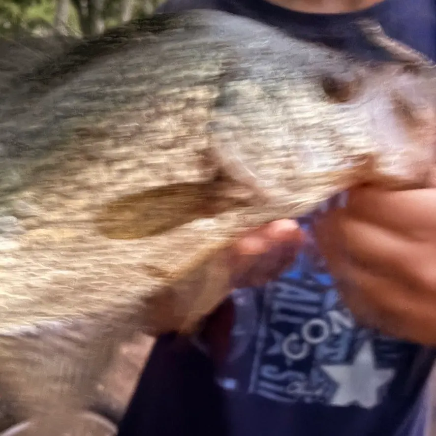 Black crappie caught on Fishbrain