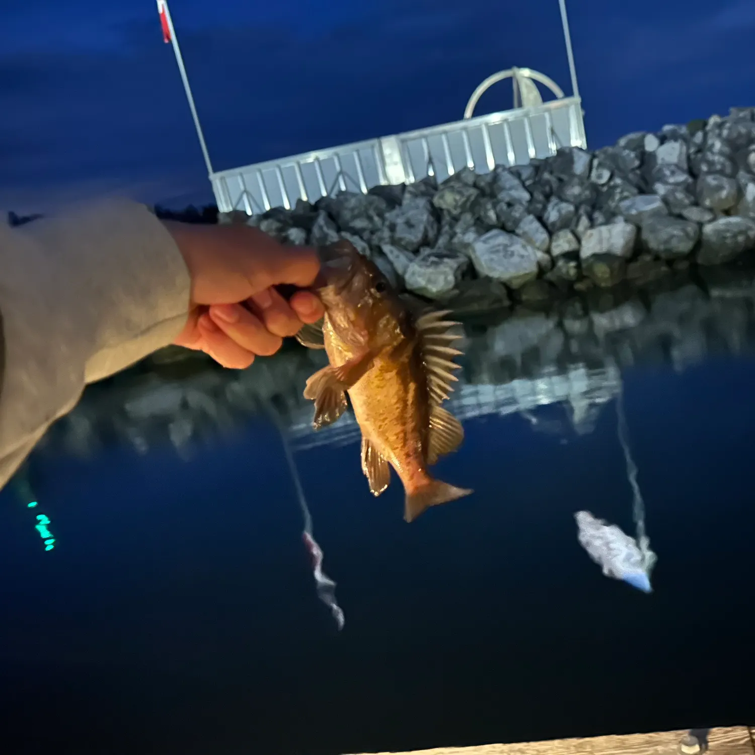 Copper rockfish caught on Fishbrain