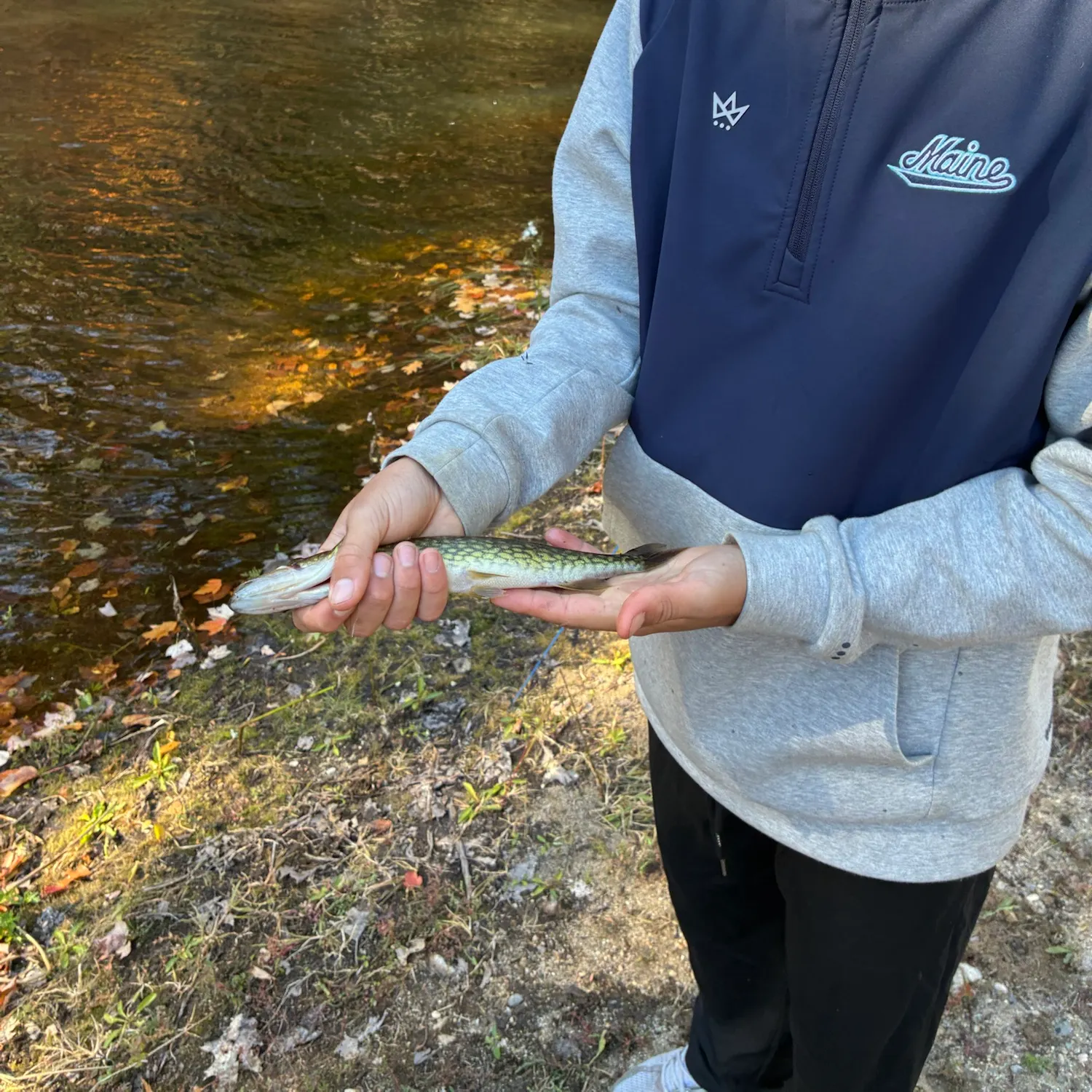 Chain pickerel caught on Fishbrain