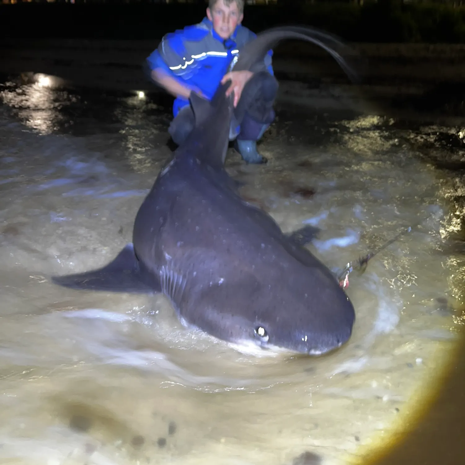 The most recent Broadnose sevengill shark catches on Fishbrain