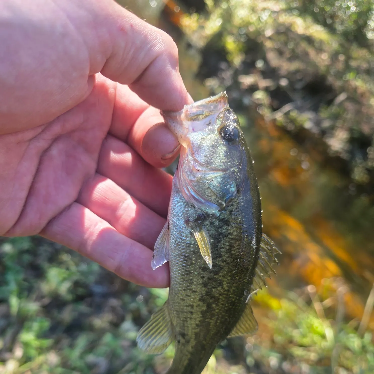 Spotted bass caught on Fishbrain