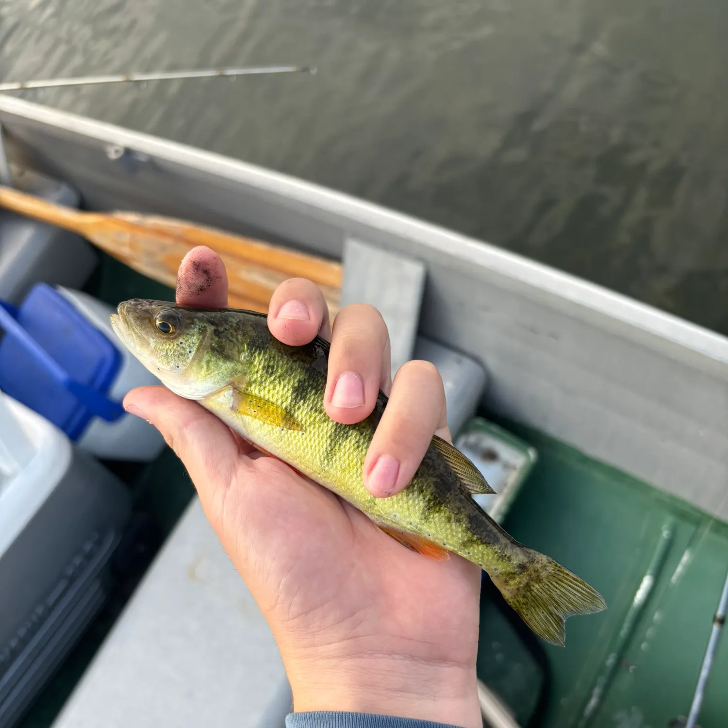 Yellow perch caught on Fishbrain