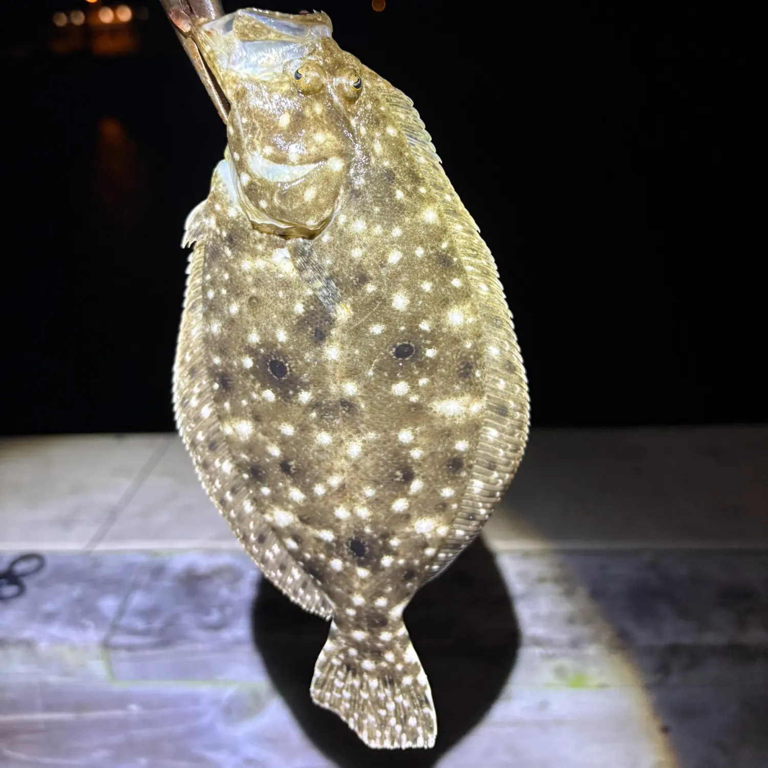 Gulf flounder caught on Fishbrain