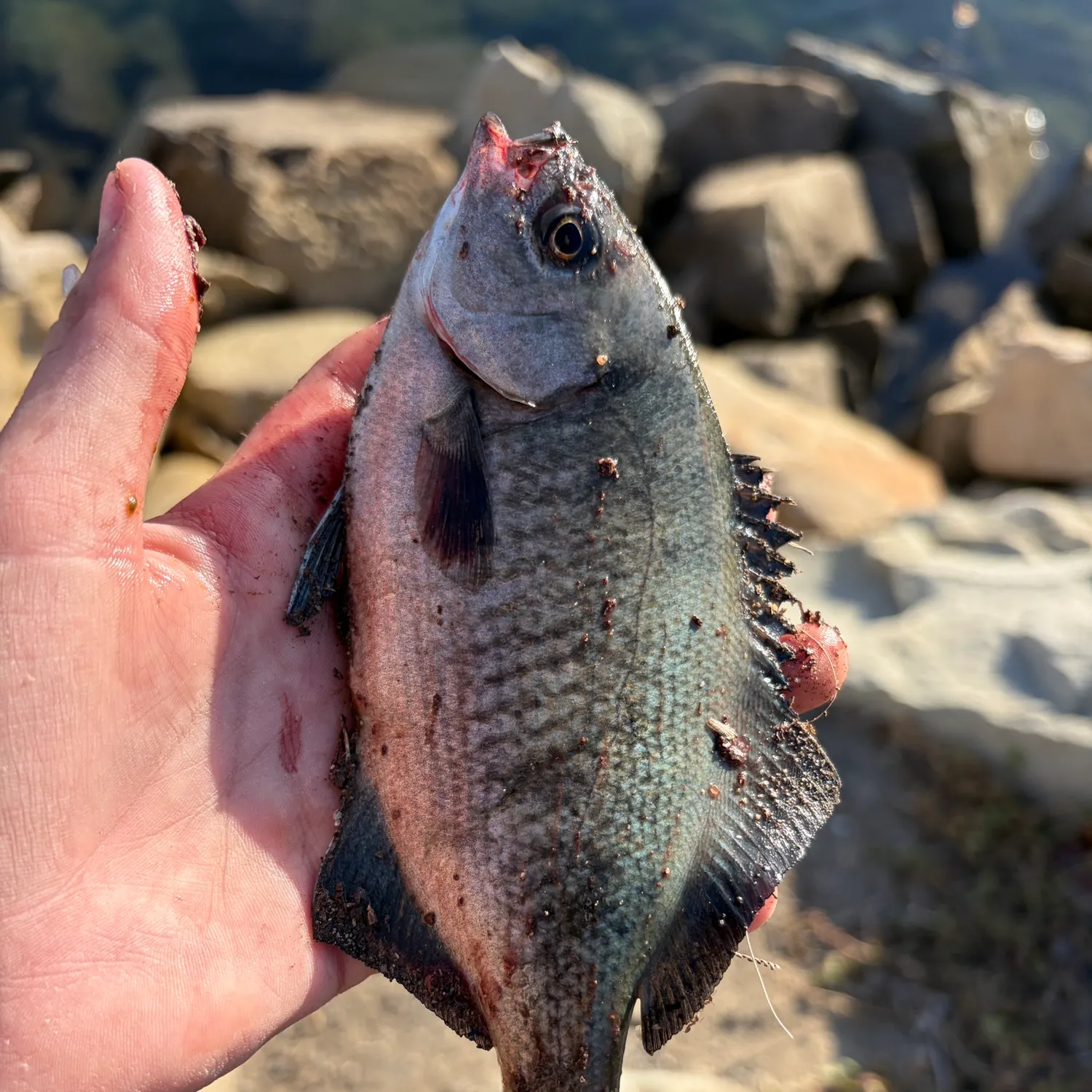 The most recent Halfmoon catches on Fishbrain