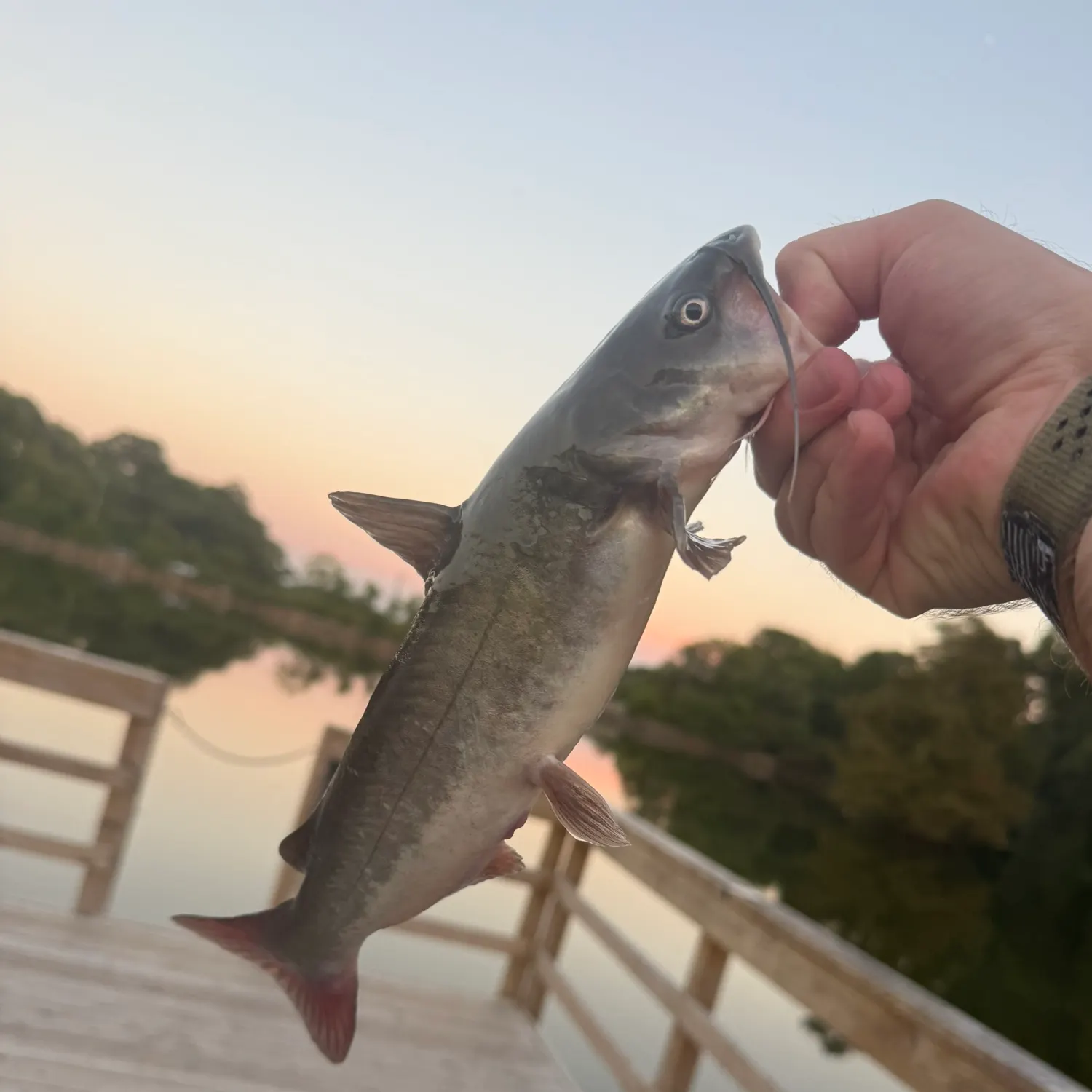 catch
