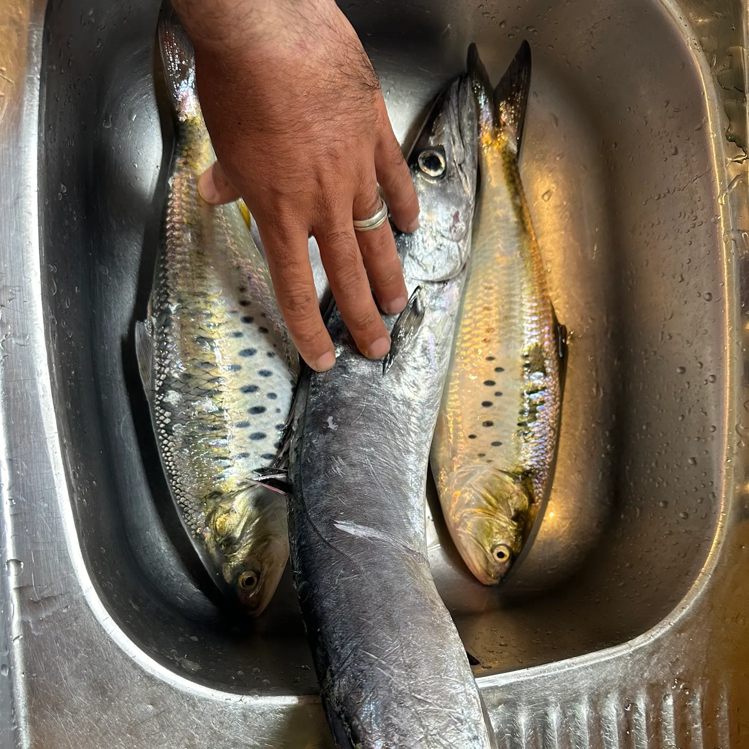 The most recent Snoek catches on Fishbrain