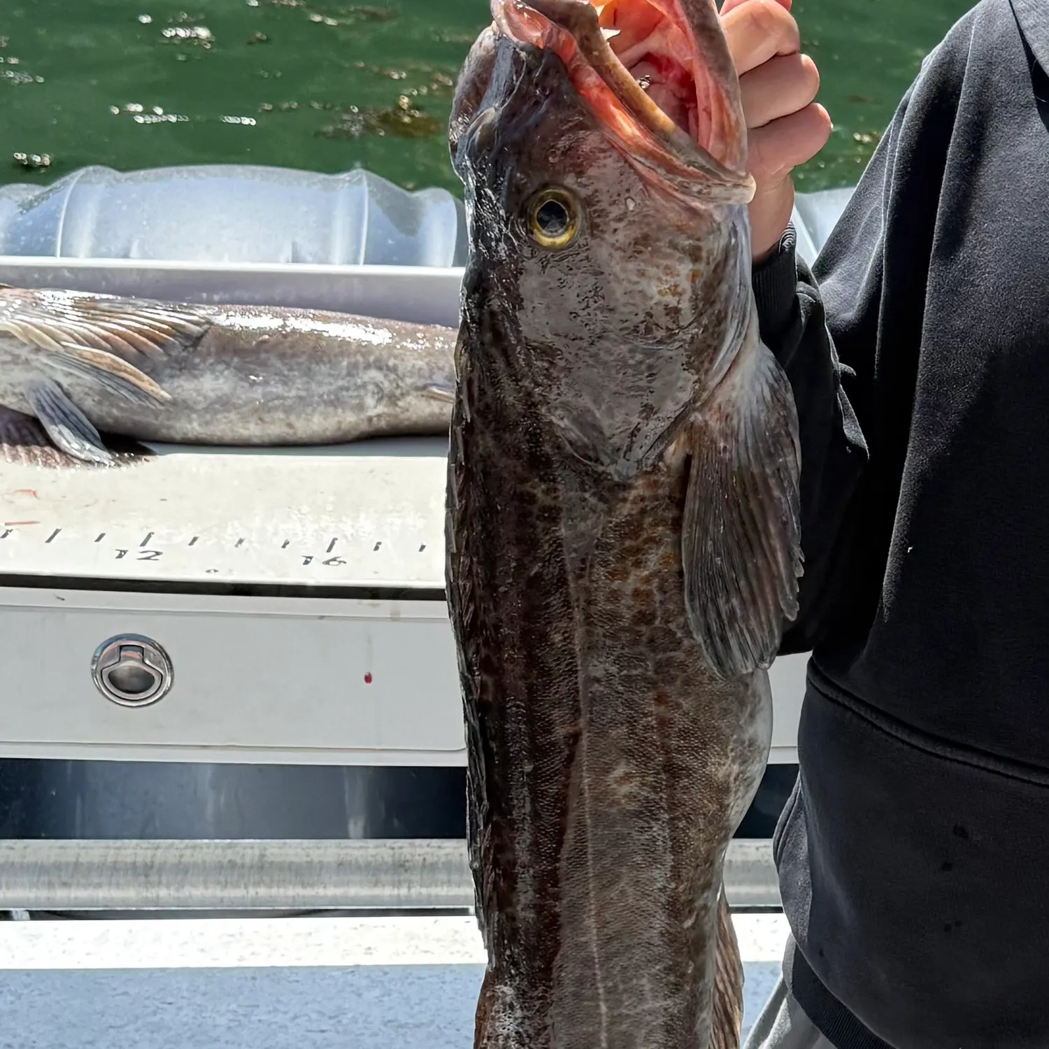 Lingcod caught on Fishbrain