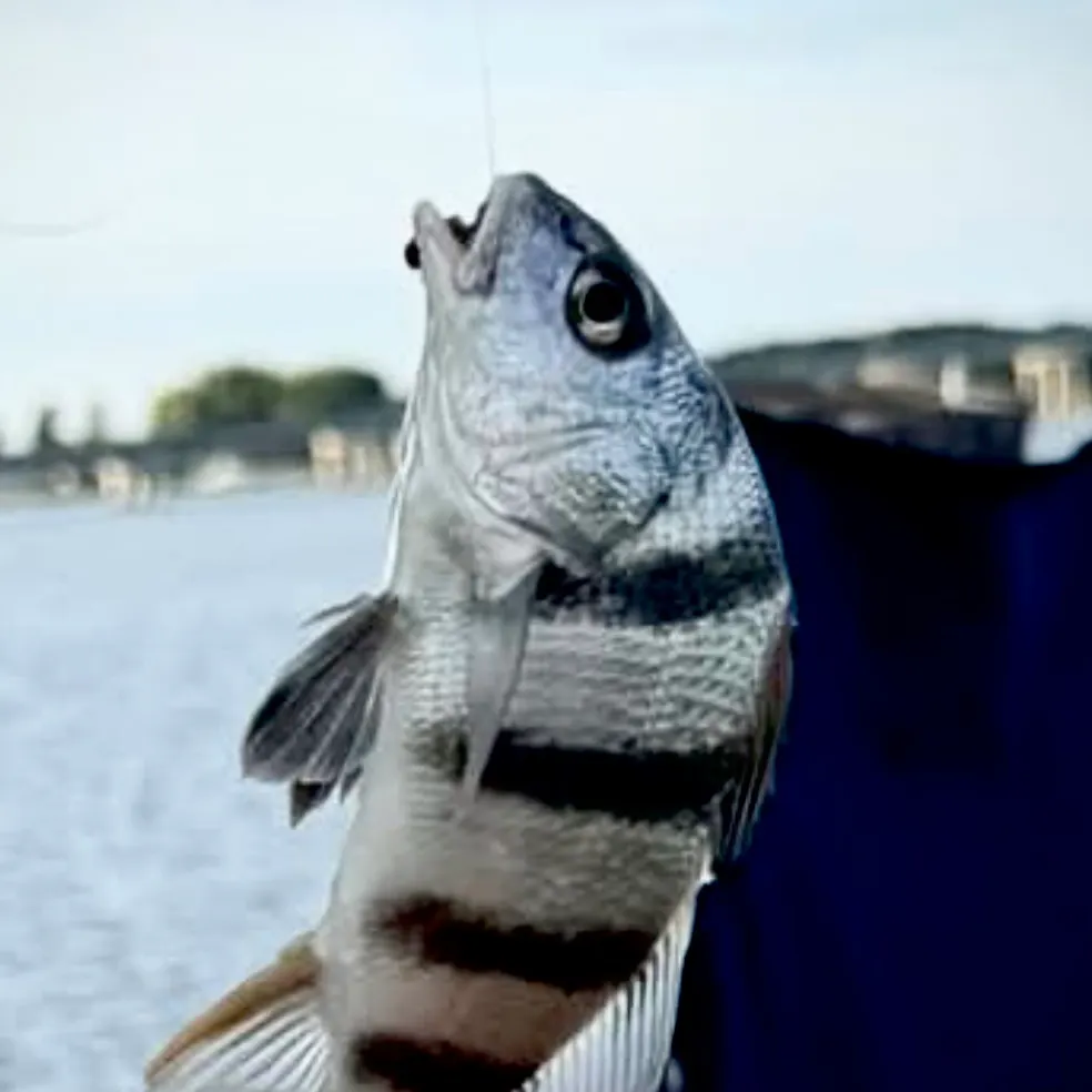 Black drum caught on Fishbrain