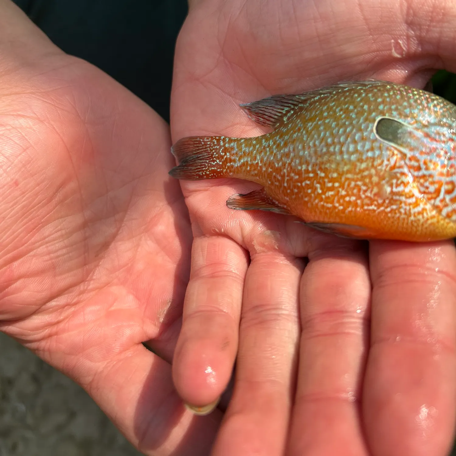 The most recent Pumpkingill hybrid catches on Fishbrain