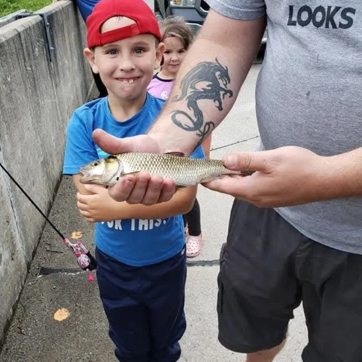The most recent Sand shiner catches on Fishbrain