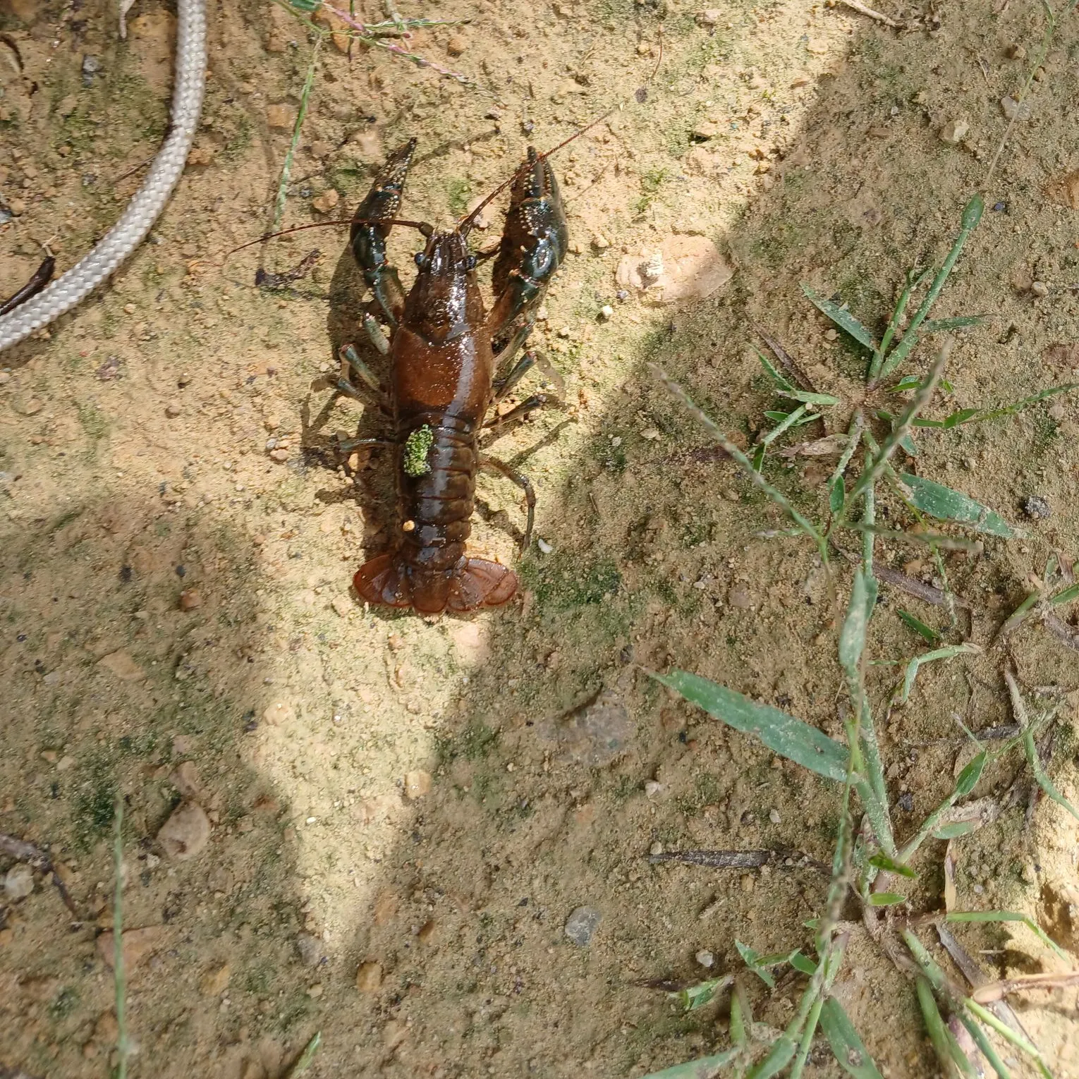 The most recent Allegheny crayfish catches on Fishbrain