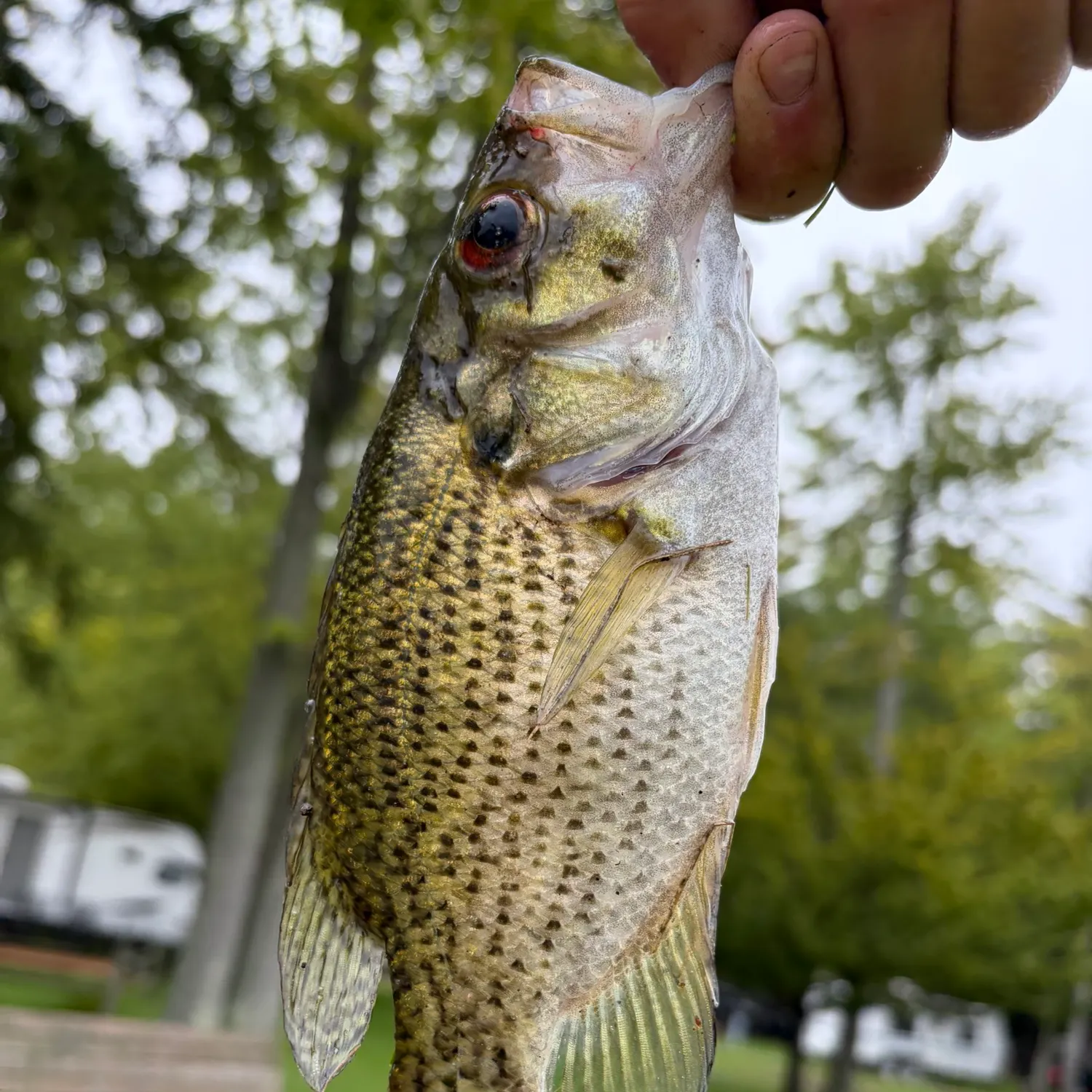Rock bass caught on Fishbrain