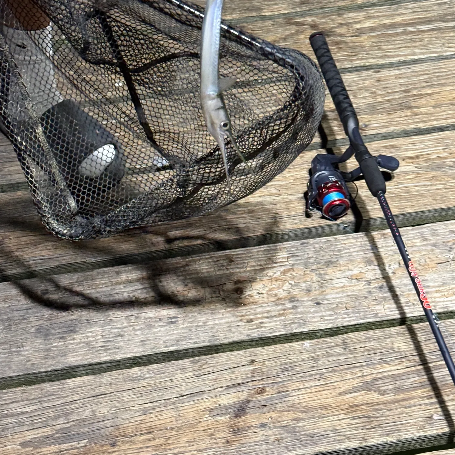 Flat needlefish caught on Fishbrain