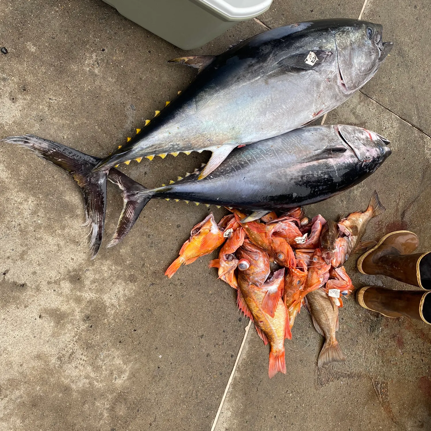 The most recent Pacific bluefin tuna catches on Fishbrain