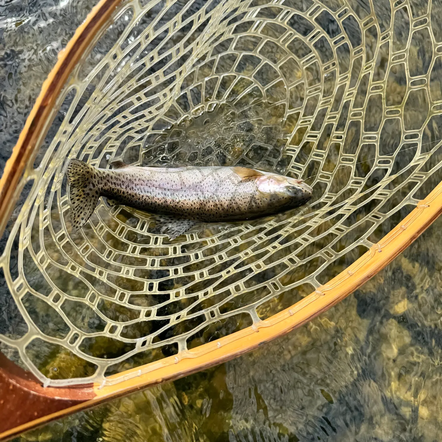 Rainbow trout caught on Fishbrain
