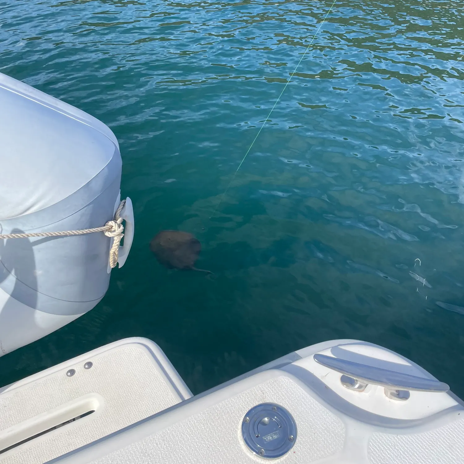 The most recent Pelagic stingray catches on Fishbrain