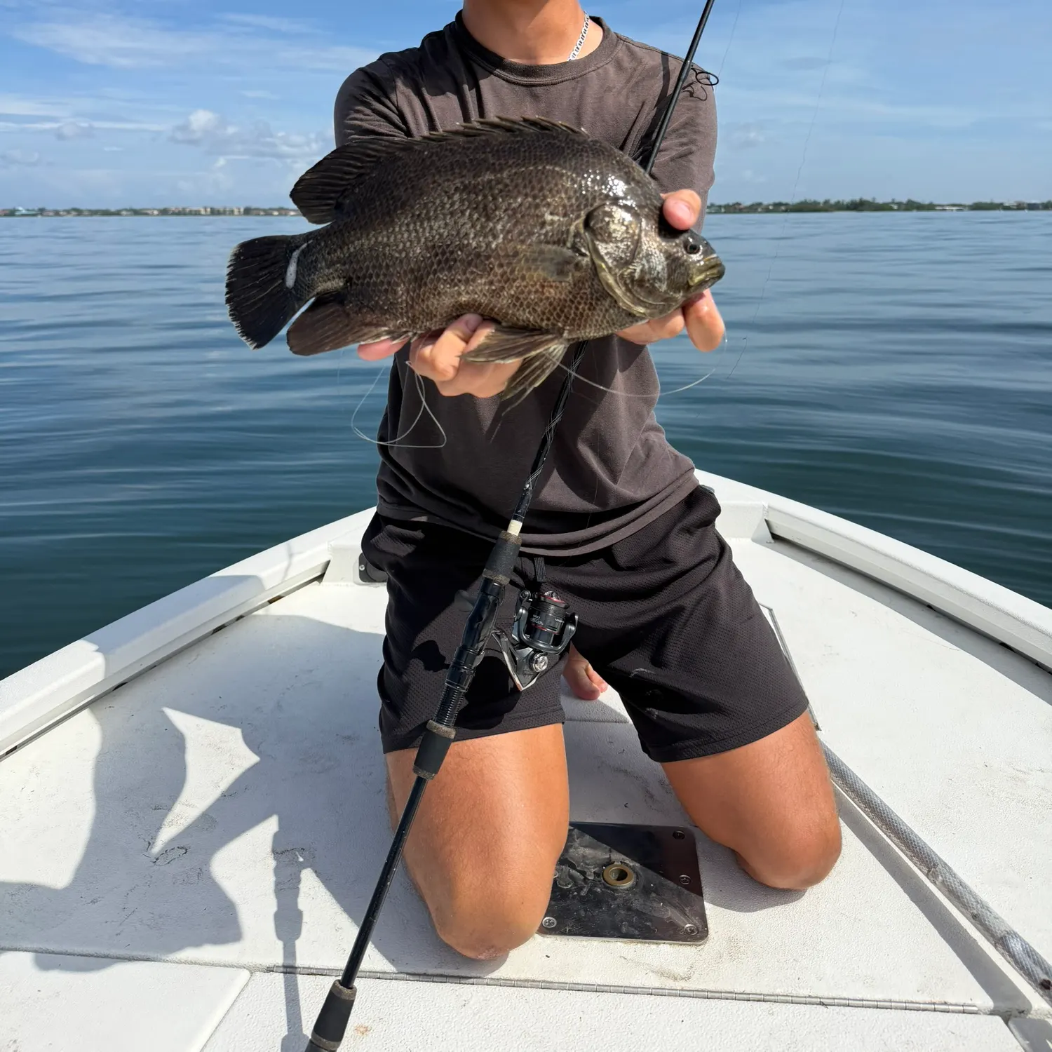 Atlantic tripletail caught on Fishbrain