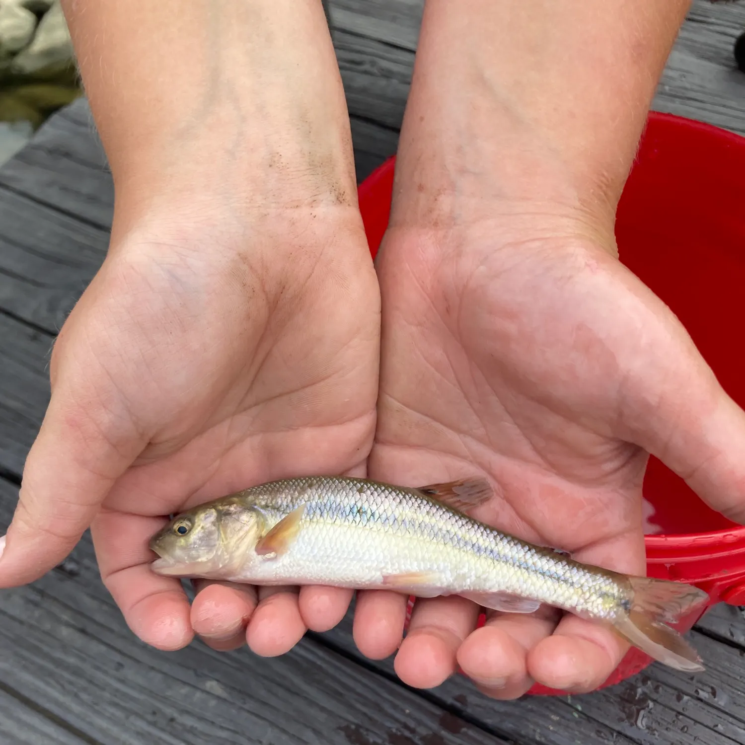Creek chub caught on Fishbrain