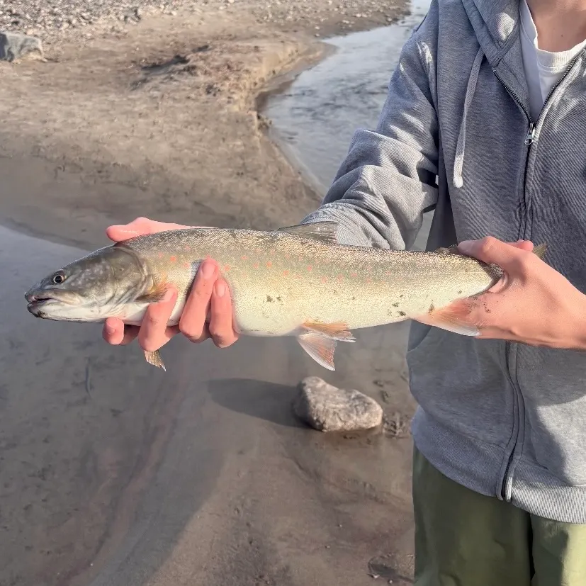 Bull trout caught on Fishbrain