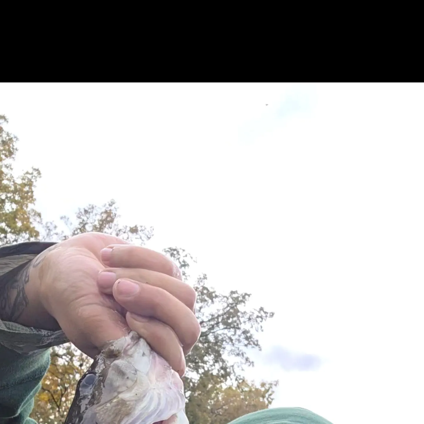 Smallmouth bass caught on Fishbrain