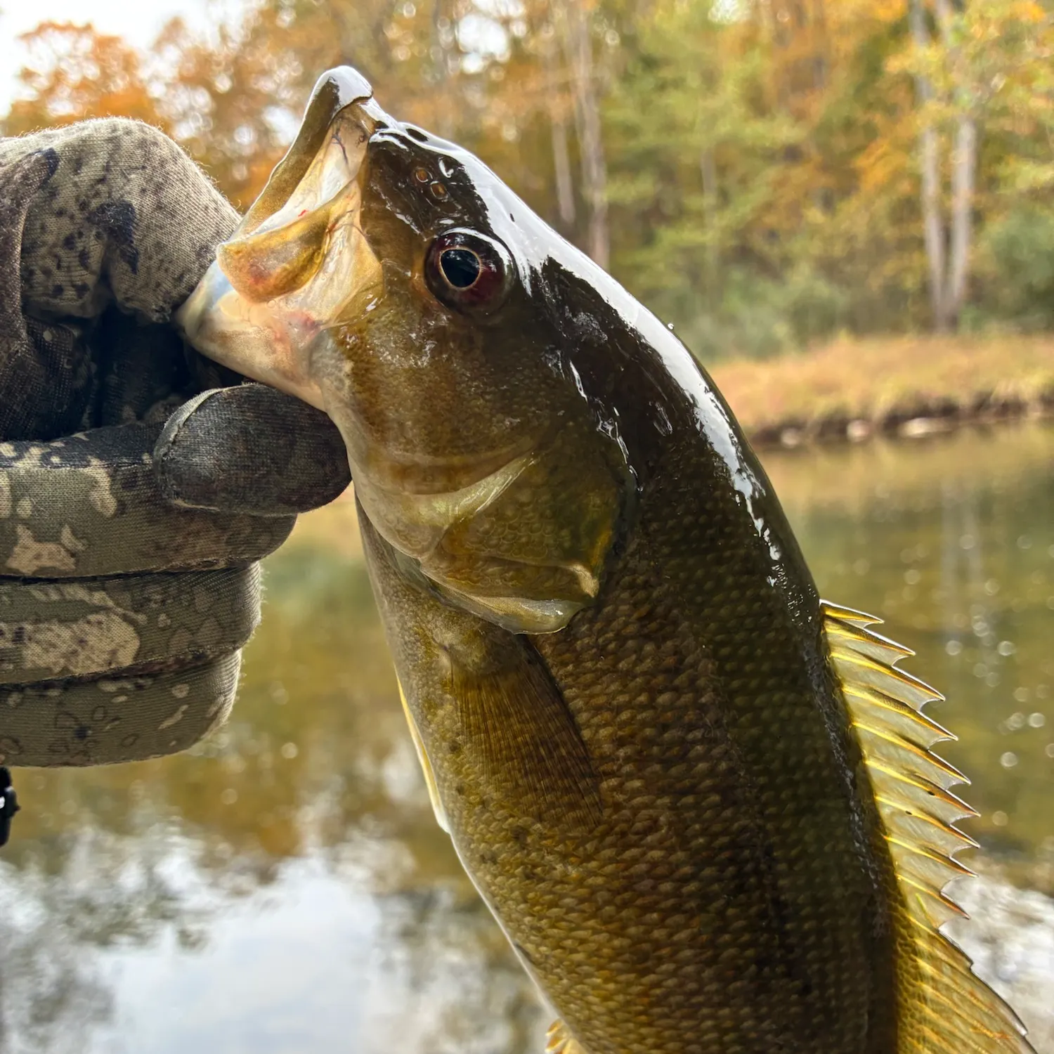 Smallmouth bass caught on Fishbrain